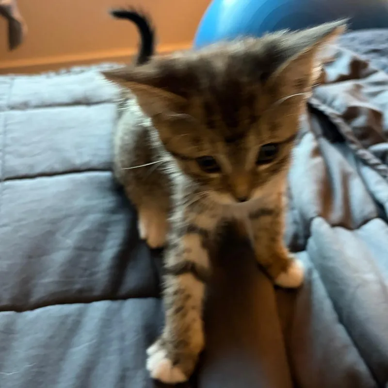 A baby small-sized female Brown / Chocolate Domestic Short Hair cat named Magnolia for adoption in Austin, TX
