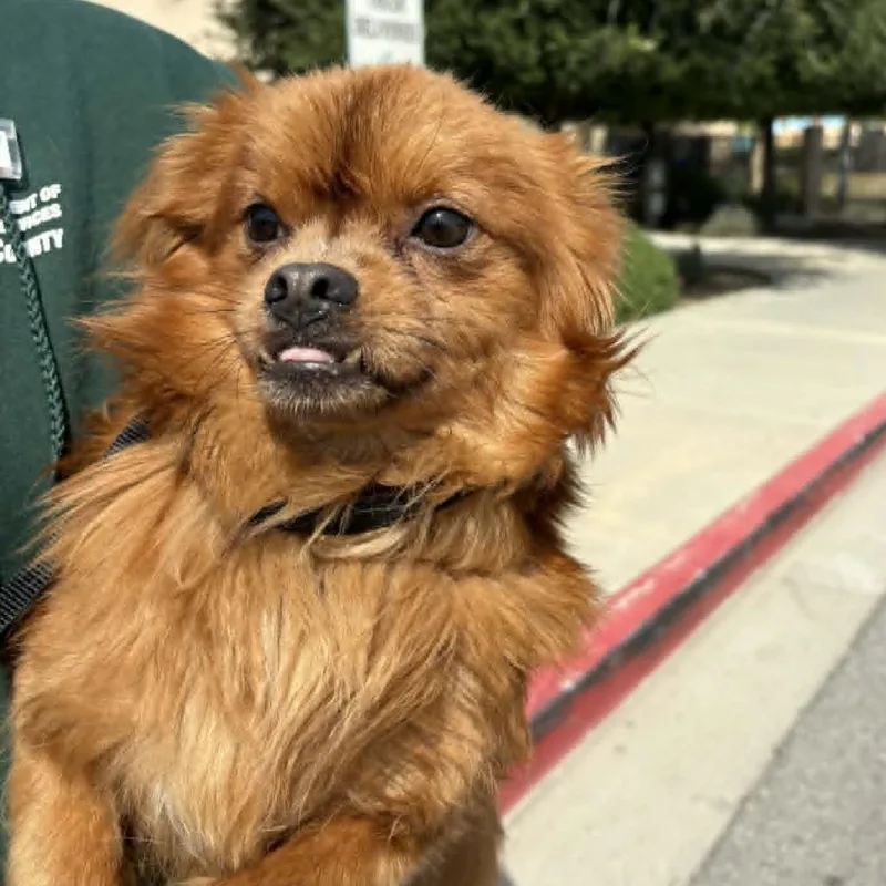 An adult small-sized male Red / Chestnut / Orange Pomeranian dog named Ewok  Costa Mesa for adoption in Chino Hills, CA