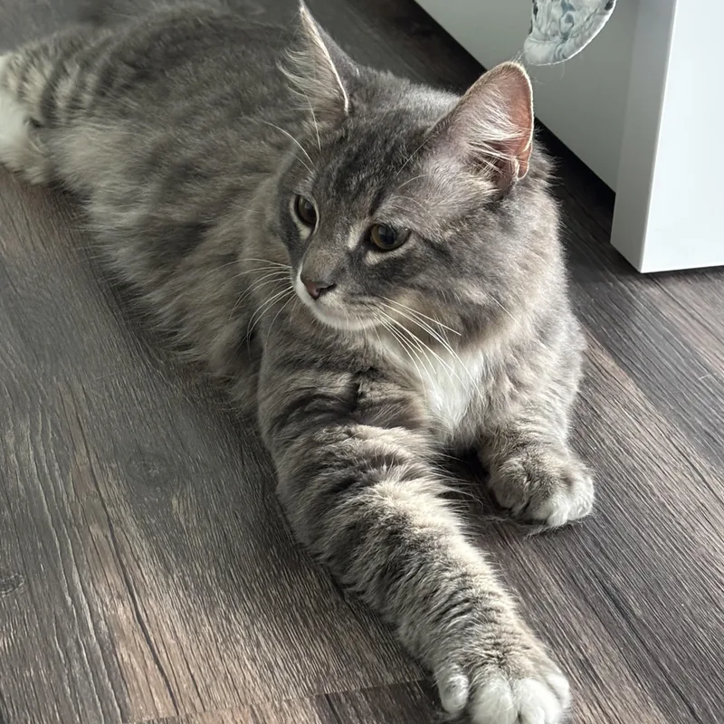 Winston The Great thumbnail 5