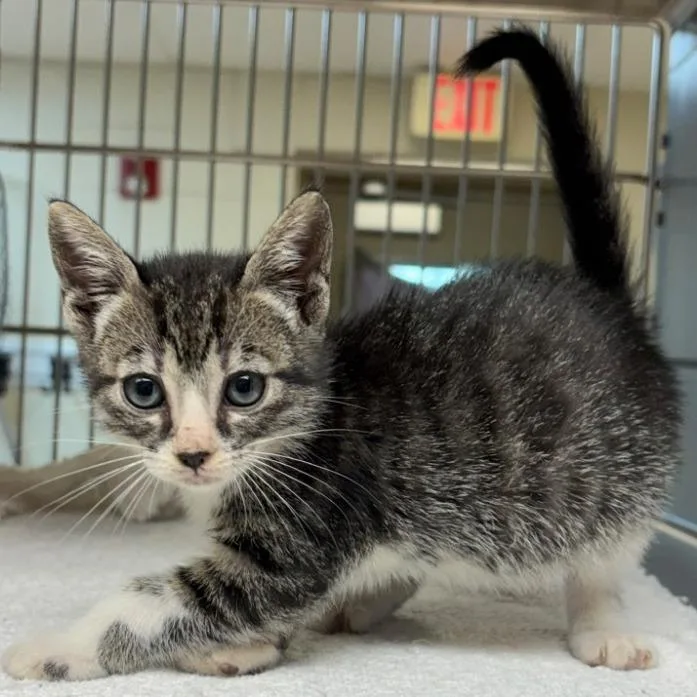 A baby small-sized male Brown / Chocolate Domestic Short Hair cat named Scamper for adoption in Leander, TX