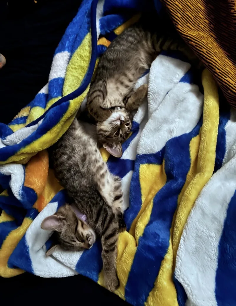 A baby medium-sized male Tabby (Brown / Chocolate) Tabby cat named Rune Day Bonded With for adoption in Chandler, AZ