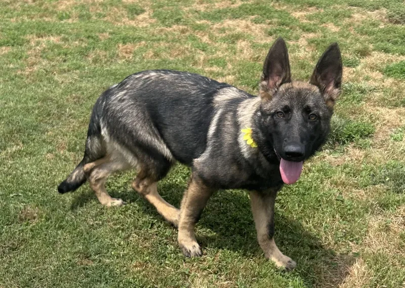 Xena