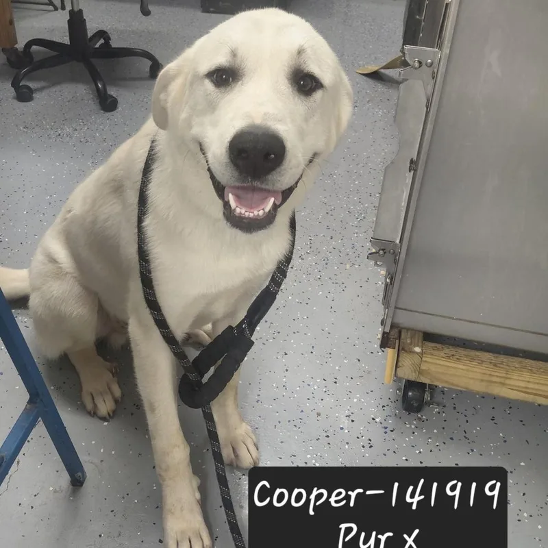 Cooper