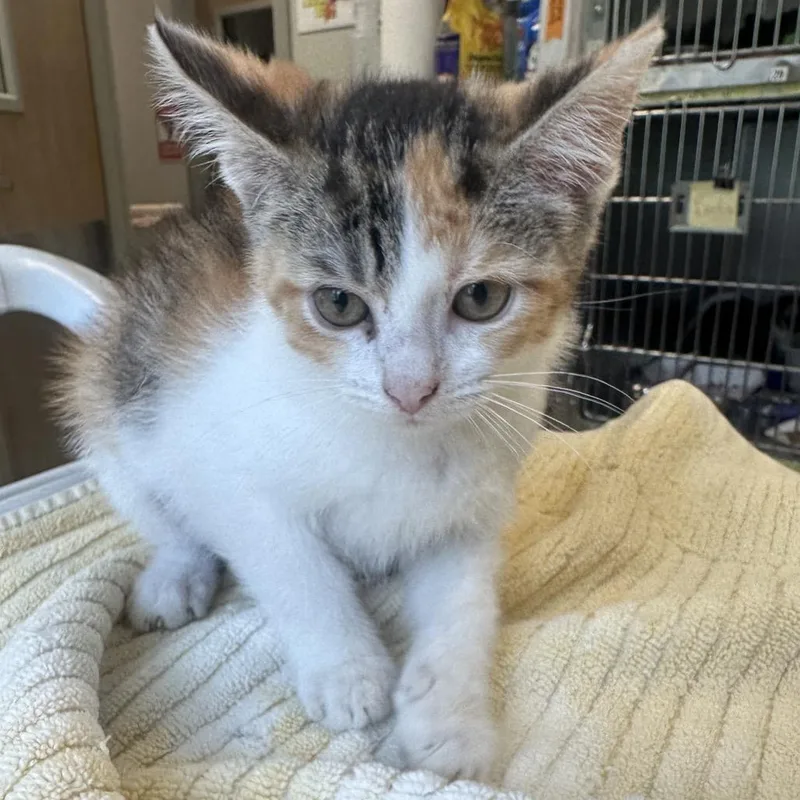 A baby small-sized female Calico Domestic Short Hair cat named Zev for adoption in Columbia Station, OH