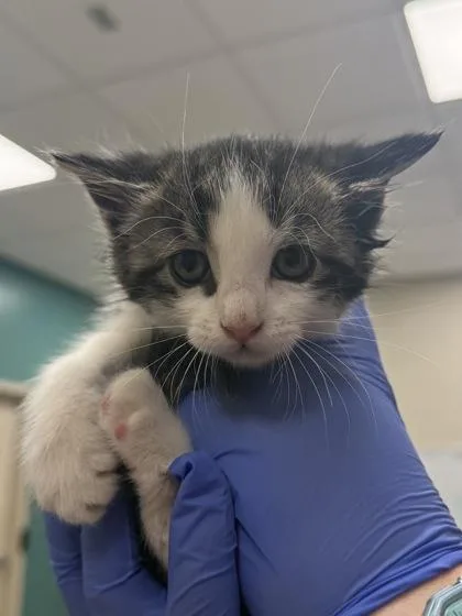 A baby small-sized female Domestic Short Hair cat named Whimsy for adoption in Fishers, IN