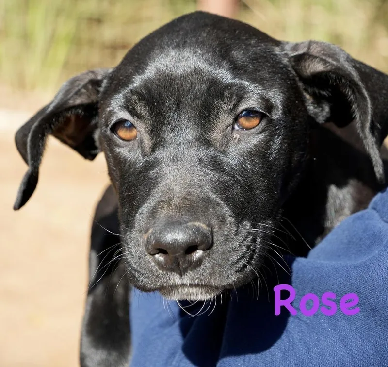A baby small-sized female Tricolor (Brown, Black, & White) Labrador Retriever dog named Rose for adoption in Bonita, CA