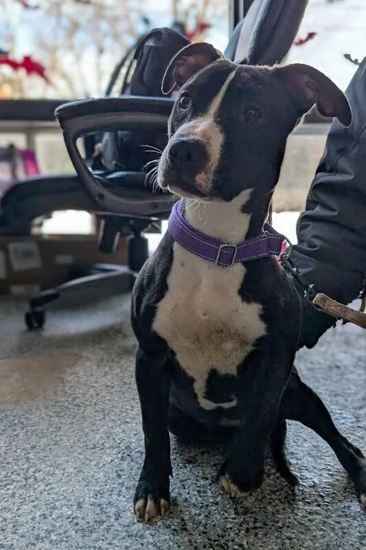 A young medium-sized female Black Pit Bull Terrier dog named Mamas for adoption in Cincinnati, OH