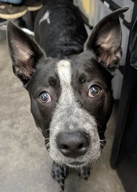 A young medium-sized male Australian Cattle Dog / Blue Heeler dog named Bugsy for adoption in Tucson, AZ