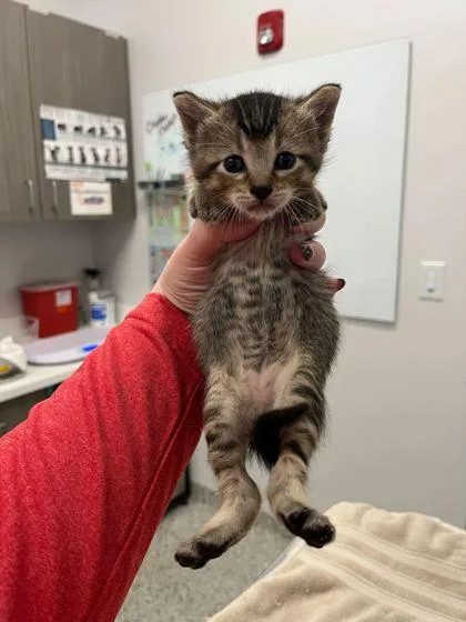 A baby small-sized male Brown / Chocolate Domestic Short Hair cat named Benny for adoption in Kansas City, MO