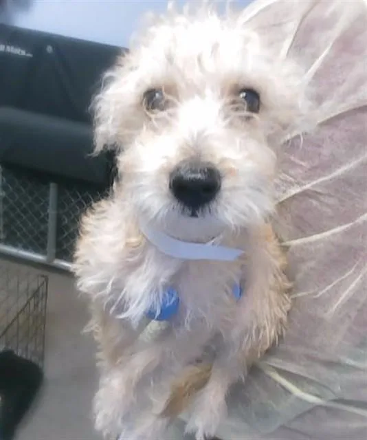 A baby small-sized male Cairn Terrier dog named Mickey for adoption in Phoenix, AZ