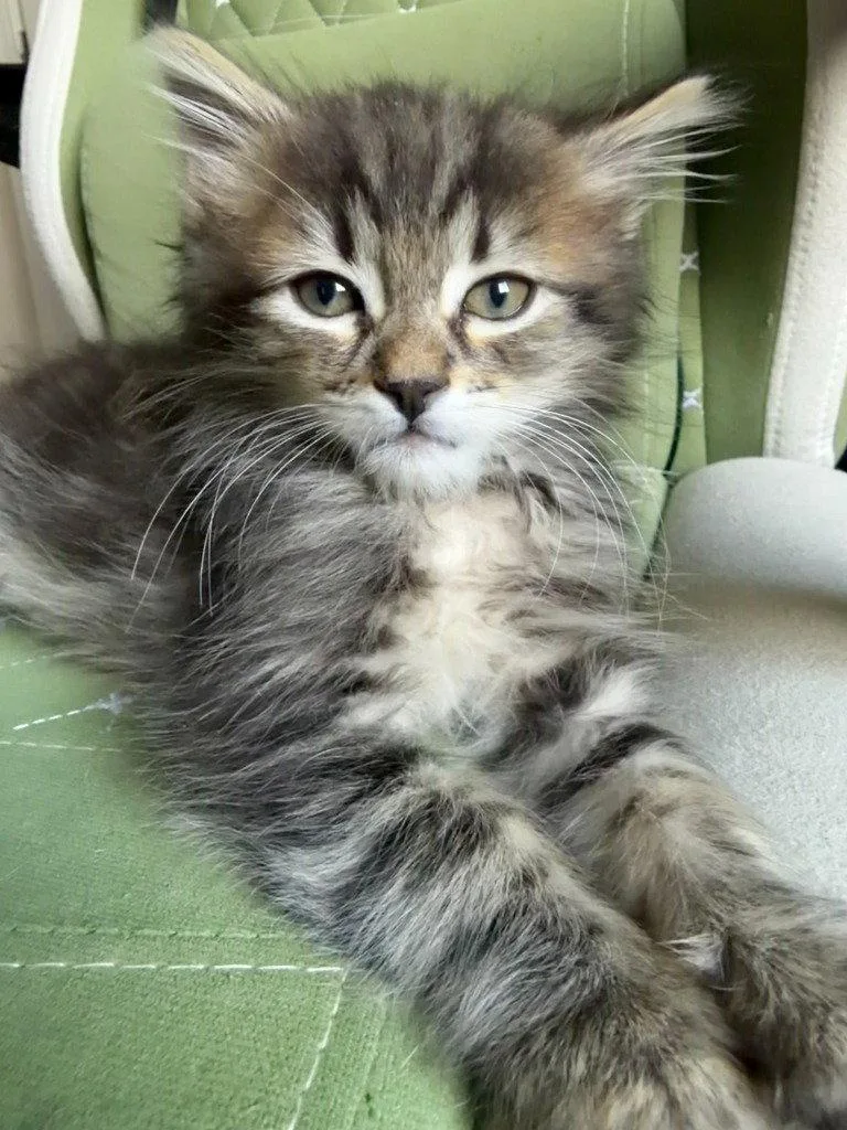 A baby medium-sized male Domestic Long Hair cat named Parker for adoption in St. Helens, OR