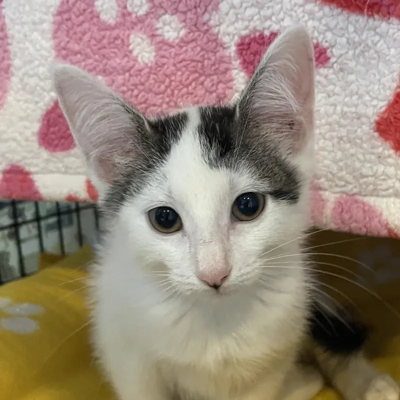 A baby small-sized female Domestic Short Hair cat named Cupie for adoption in Chicago, IL