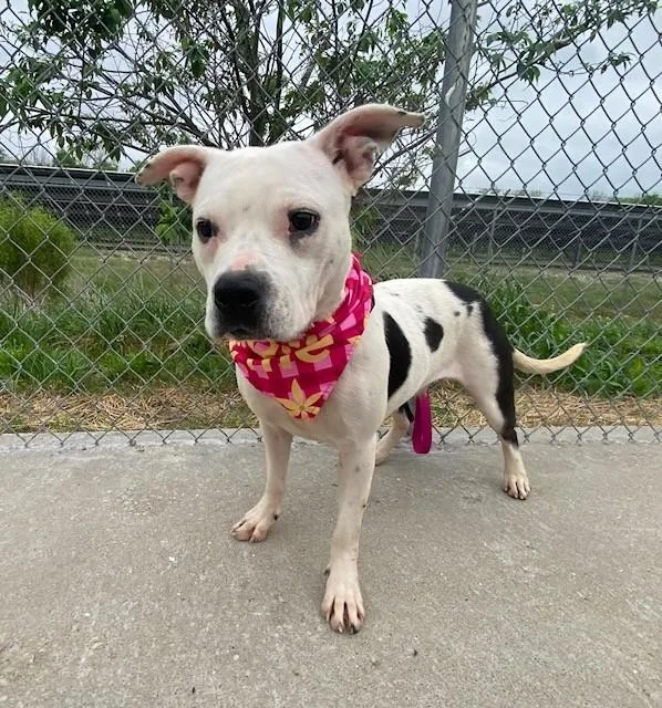 An adult medium-sized female White / Cream Pit Bull Terrier dog named Doechii for adoption in Fayetteville, AR