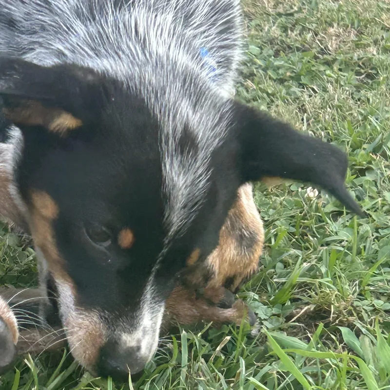 Daisy thumbnail 2