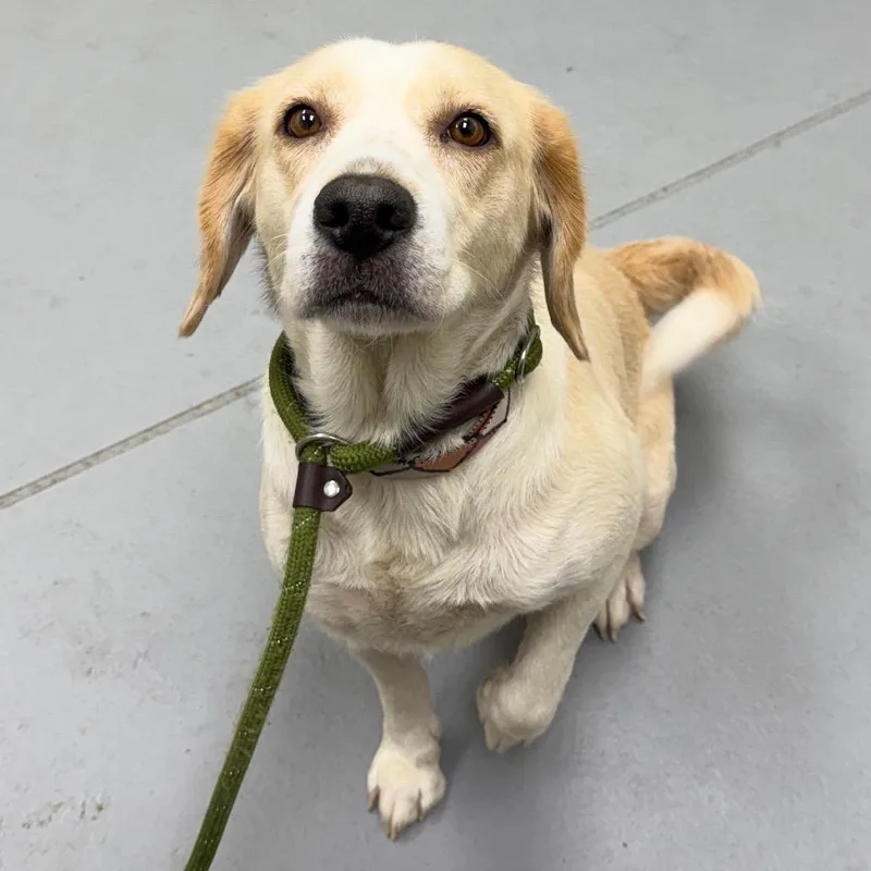An adult medium-sized female Yellow / Tan / Blond / Fawn Mixed Breed dog named StrayWhitesvilleRoad for adoption in Columbus, GA