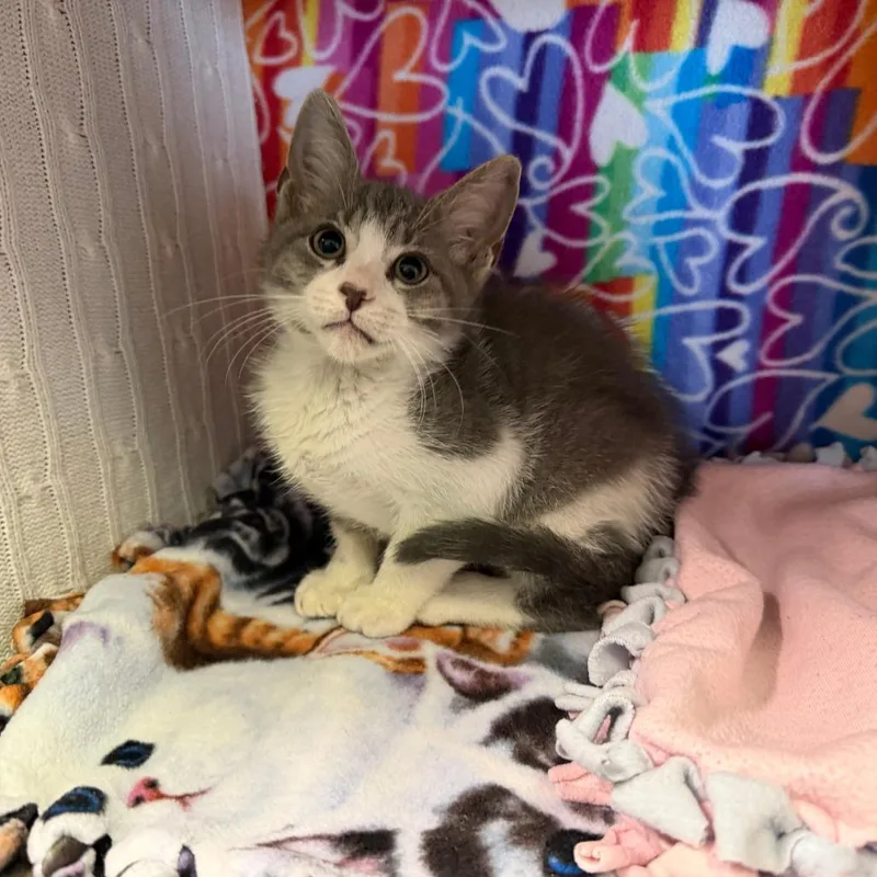 A baby small-sized male White Domestic Short Hair cat named Wile E. for adoption in Naples, FL