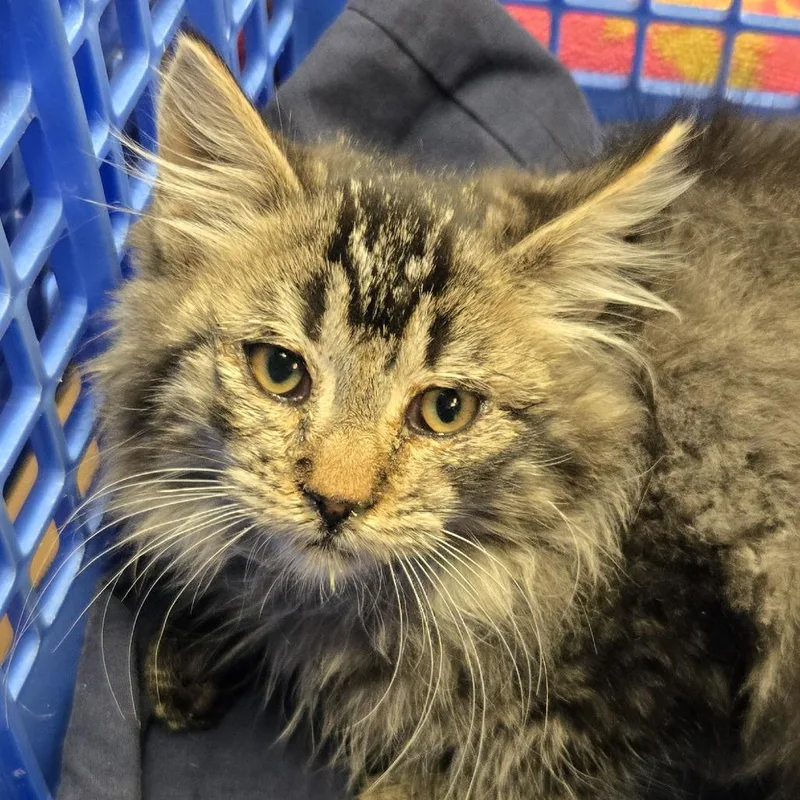 A baby small-sized female Brown / Chocolate Domestic Long Hair cat named Azula Shy fluffball for adoption in Flagstaff, AZ