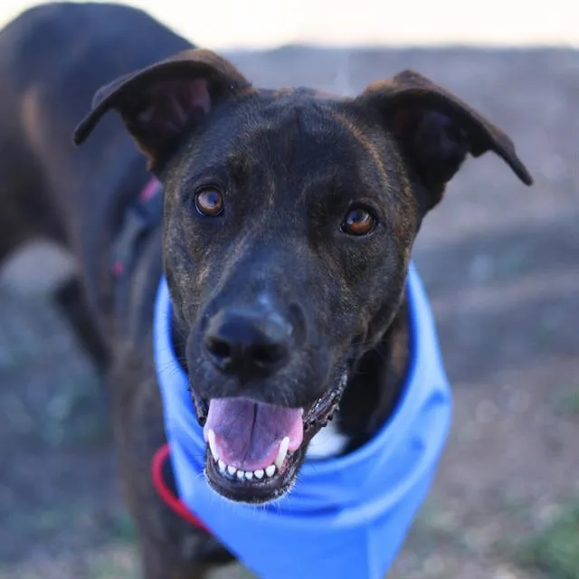 A young medium-sized male Labrador Retriever dog named Lucky for adoption in San Antonio, TX