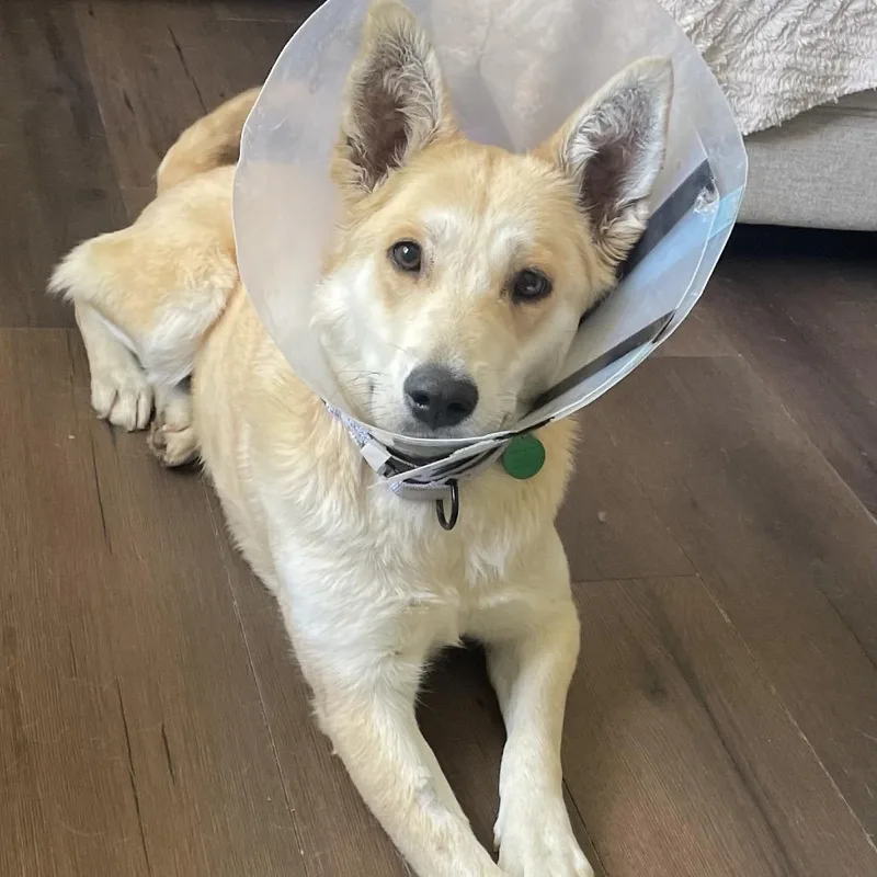 An adult medium-sized female Yellow / Tan / Blond / Fawn Husky dog named Madeline for adoption in Buffalo, MN