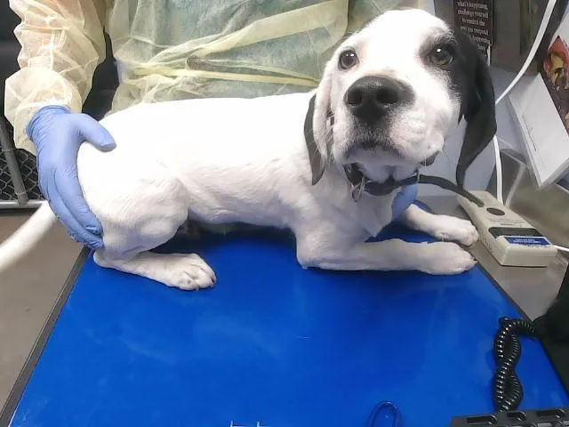 A baby small-sized male Harrier dog named Snoopy for adoption in Phoenix, AZ