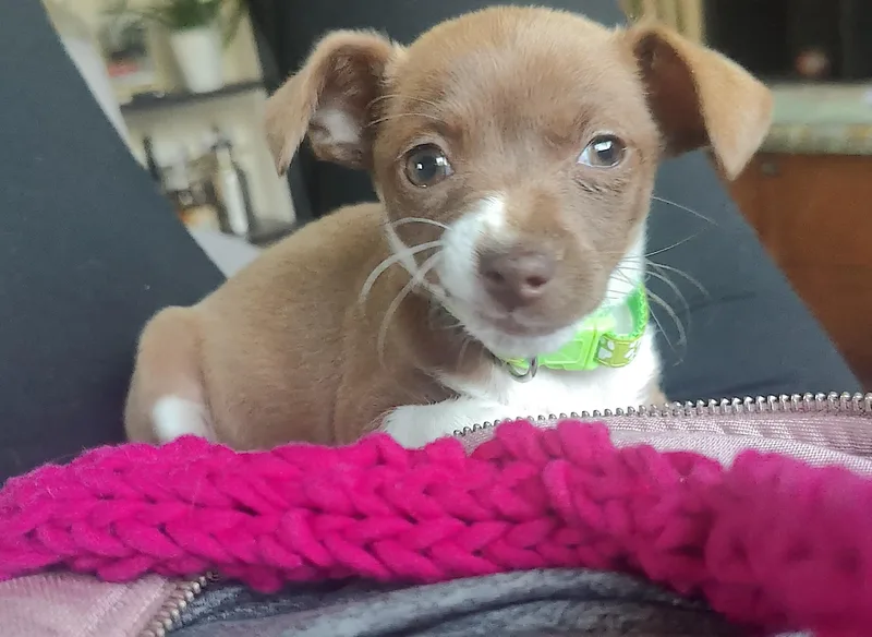 A baby small-sized female Brown / Chocolate Chihuahua dog named Fig for adoption in Redwood City, CA