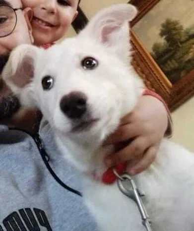 A young medium-sized female White / Cream Samoyed dog named Ms. Sweetheart Mila for adoption in Ridgefield, WA