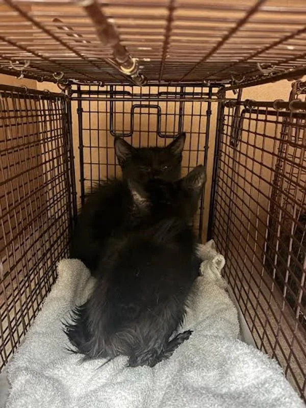 A baby small-sized female Domestic Short Hair cat named Enel for adoption in Austin, TX