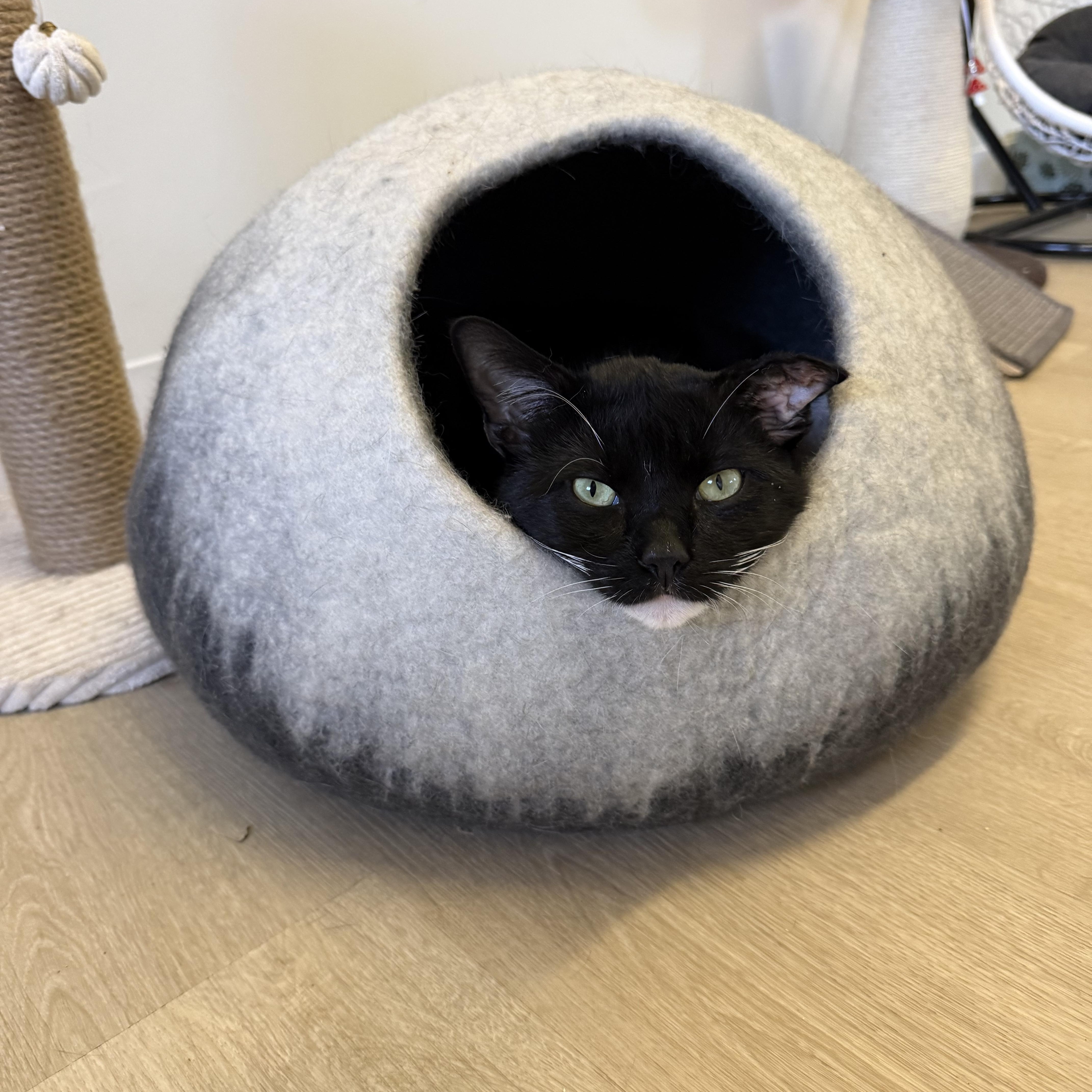 A young medium-sized male Black & White / Tuxedo Domestic Short Hair cat named Smokey for adoption in Branford, CT