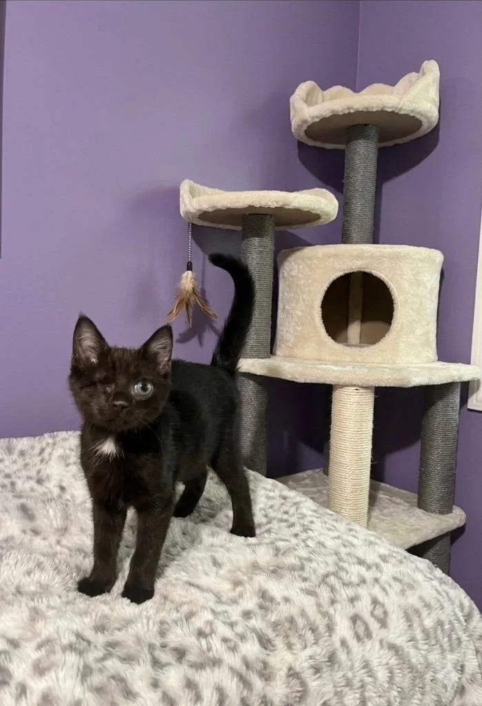 A baby medium-sized male Domestic Short Hair cat named Firefly for adoption in Youngsville, NC