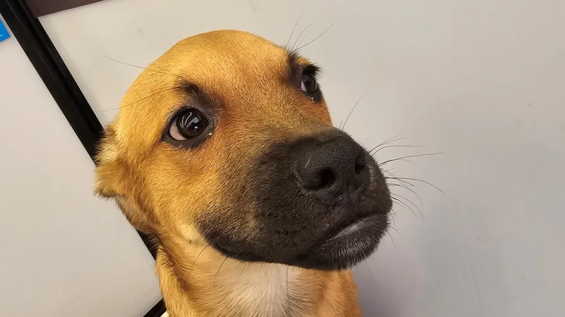 A young medium-sized female Shepherd dog named Robin for adoption in Tucson, AZ
