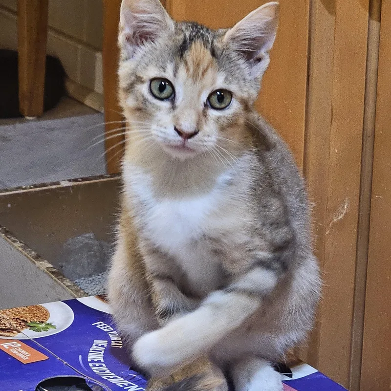 A baby medium-sized female Tabby (Brown / Chocolate) Domestic Short Hair cat named Hollyn for adoption in Richmond, VA