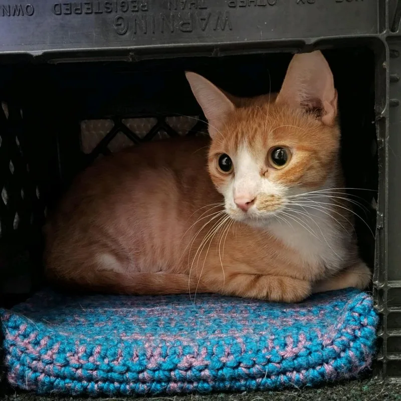 A young large-sized female Orange / Red Domestic Short Hair cat named Hazel for adoption in Norfolk, NE