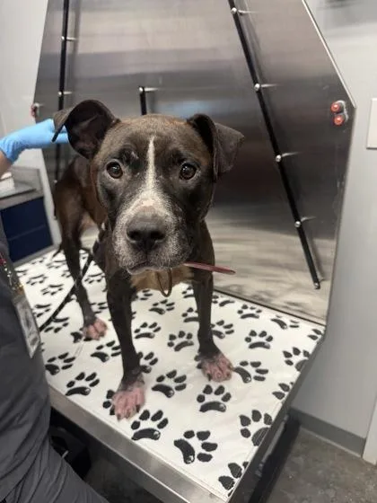 An adult medium-sized female Terrier dog named b Miss Molly for adoption in North Charleston, SC