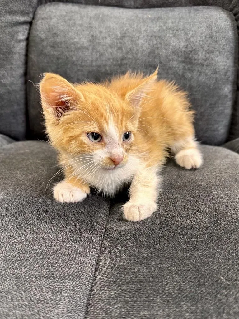 A baby medium-sized female Orange & White Domestic Short Hair cat named Heather Purr for adoption in Midland, MI