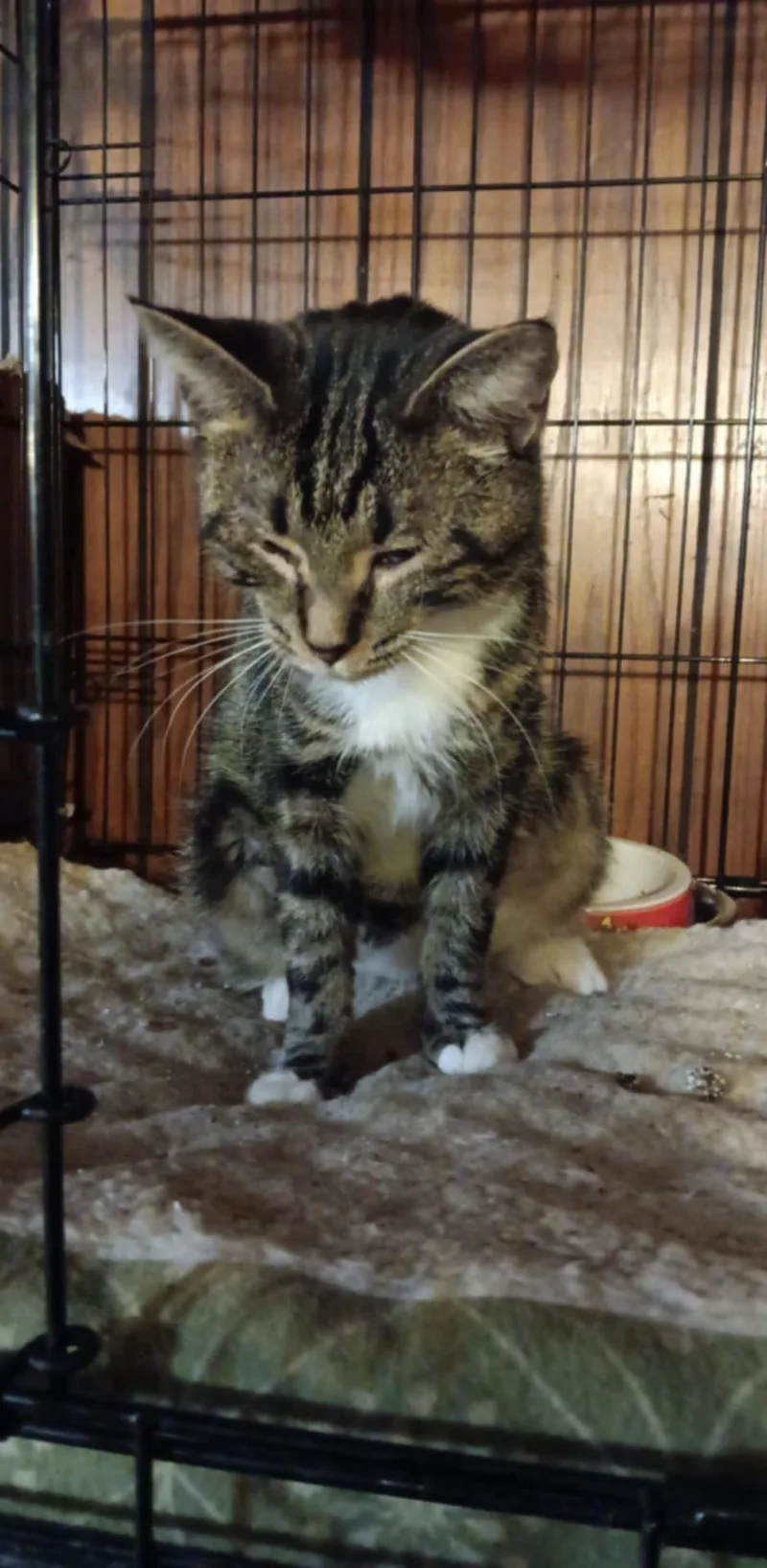 An adult medium-sized female Domestic Short Hair cat named Zz Momma Millie for adoption in Utica, MI