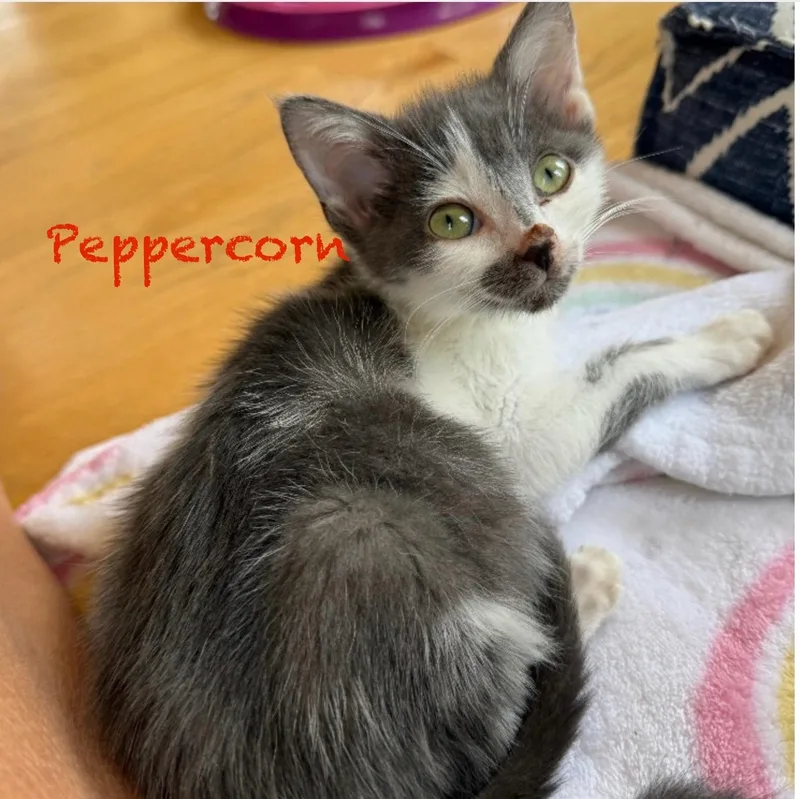 Peppercorn thumbnail 2