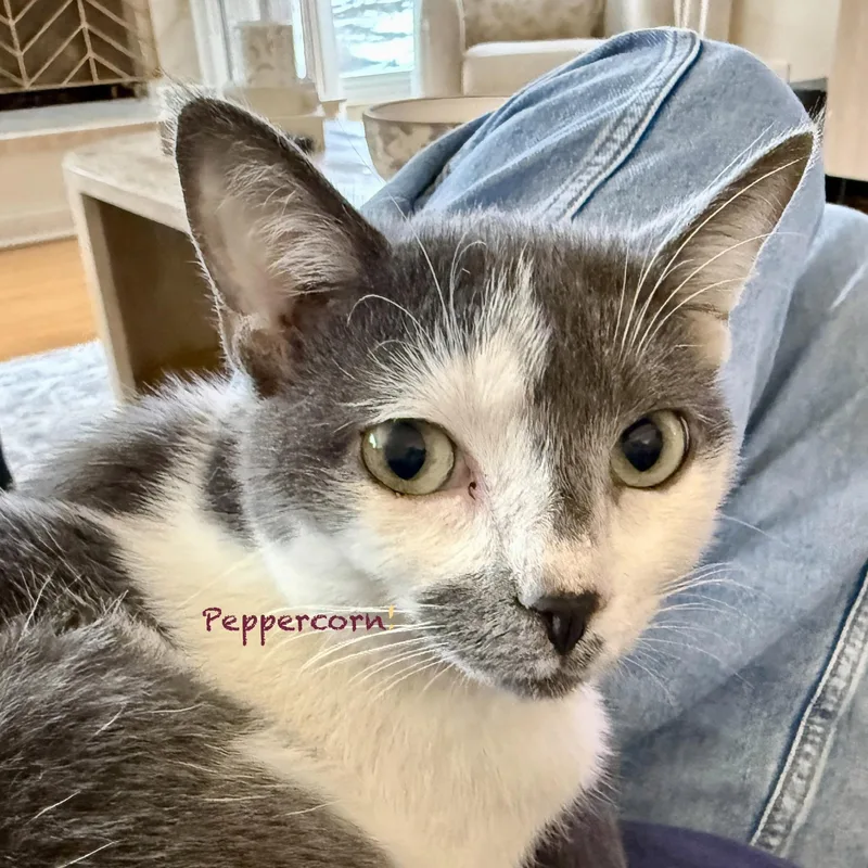 Peppercorn thumbnail 3