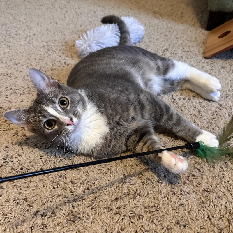A young medium-sized female Gray & White Domestic Short Hair cat named Holly for adoption in Lexington, KY