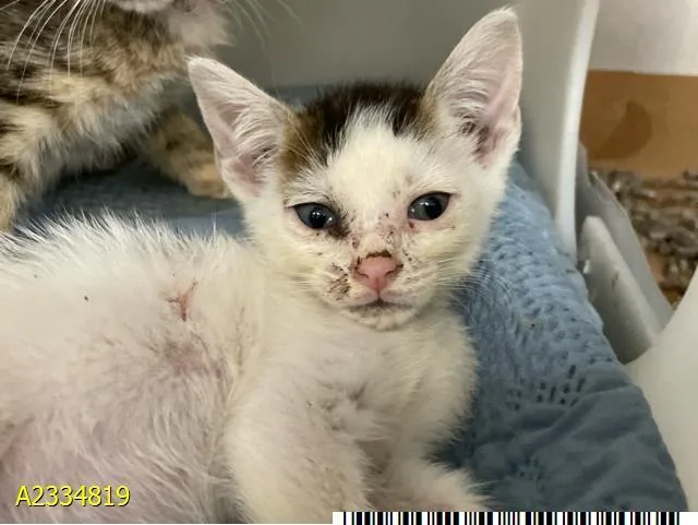 A baby small-sized male Domestic Short Hair cat named Paco for adoption in West Palm Beach, FL