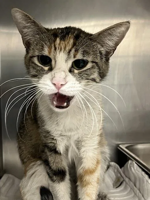 A young small-sized female Domestic Short Hair cat named Pants for adoption in Las Vegas, NV