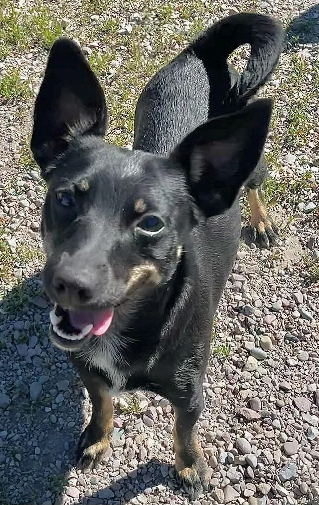 Gracie