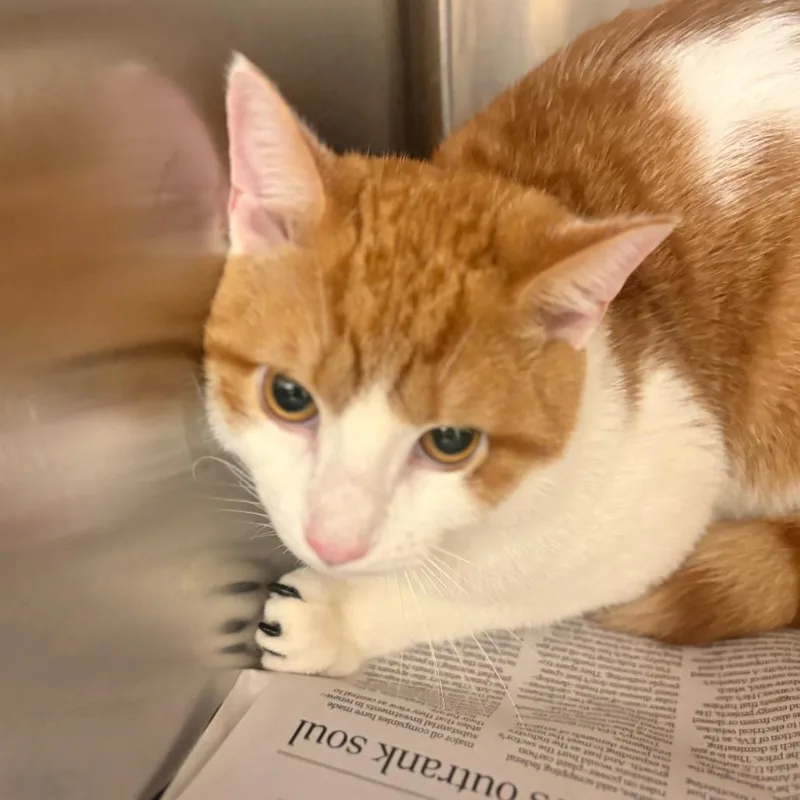A young medium-sized male Buff / Tan / Fawn Domestic Short Hair cat named Genesis for adoption in Winston-Salem, NC