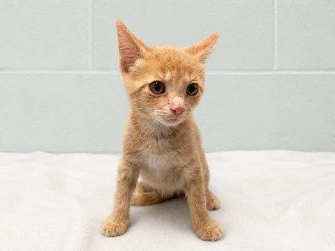 A baby small-sized male Domestic Short Hair cat named Dust Bowl for adoption in Tavares, FL