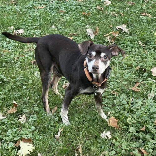 An adult small-sized male Red / Chestnut / Orange Beagle dog named Earl for adoption in Lincolnshire, IL