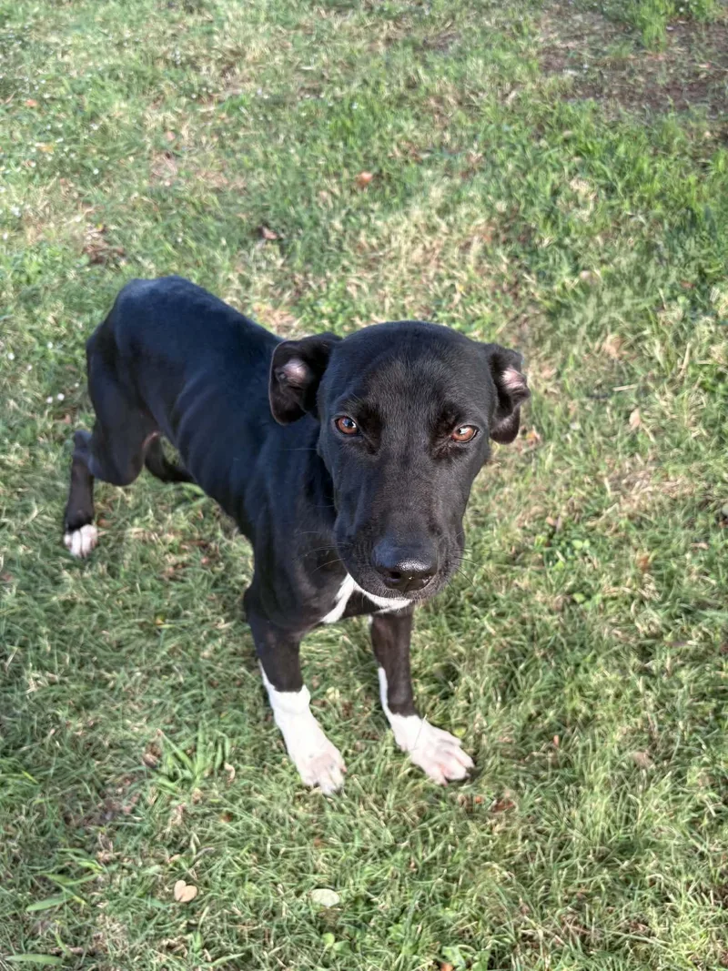 A young large-sized female Black German Shepherd Dog dog named Jade for adoption in Cleburne, TX