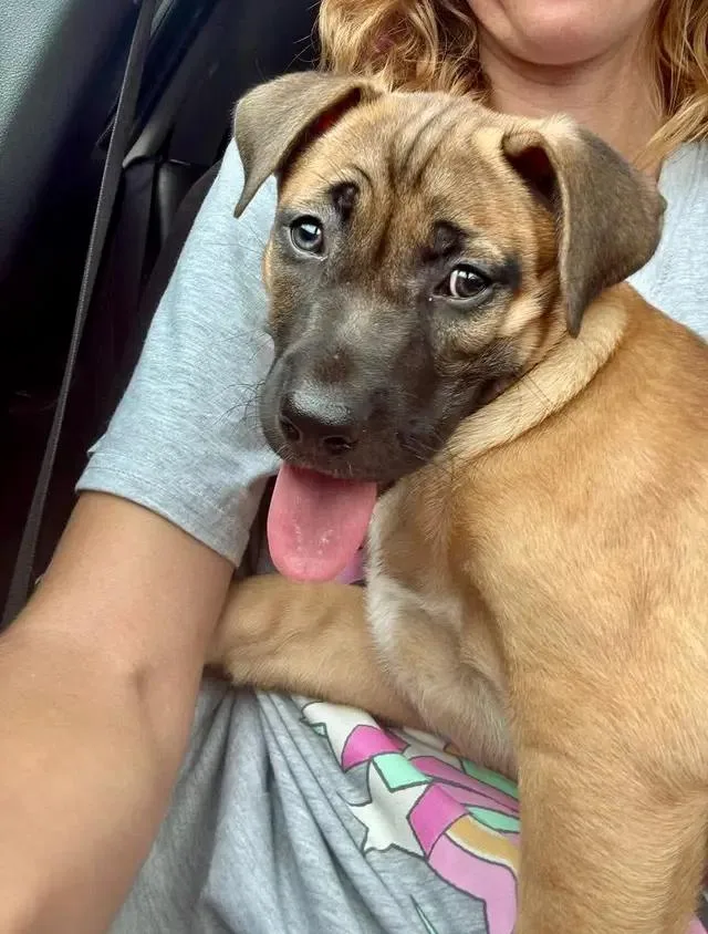 A baby large-sized female Brown / Chocolate Anatolian Shepherd dog named Lily for adoption in Muskego, WI