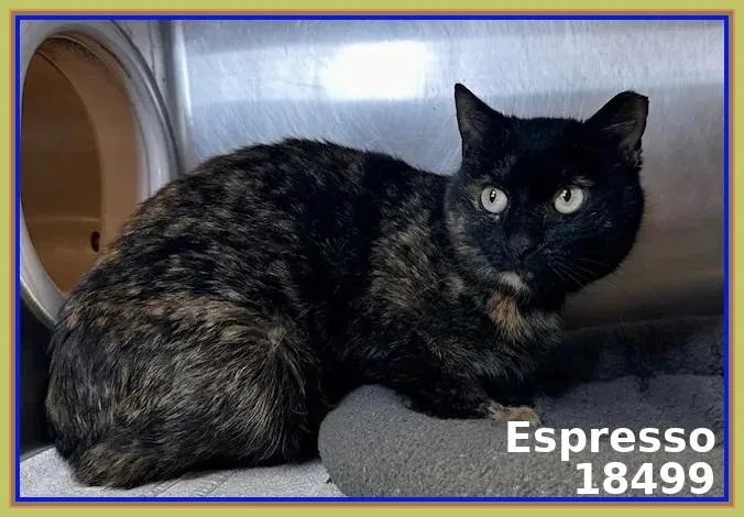 Espresso