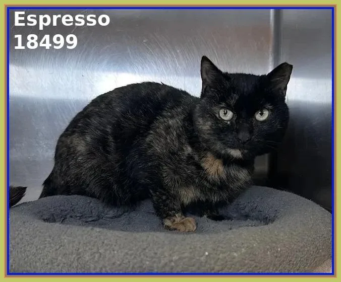 Espresso thumbnail 3