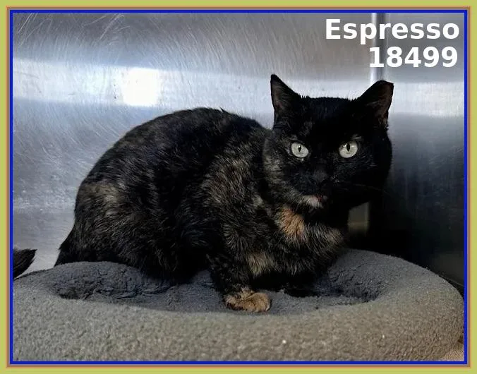 Espresso thumbnail 4
