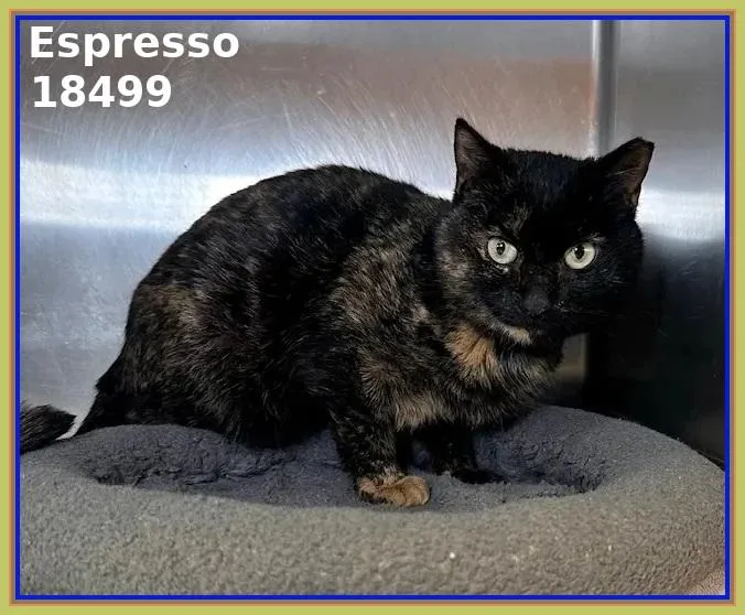 Espresso thumbnail 5